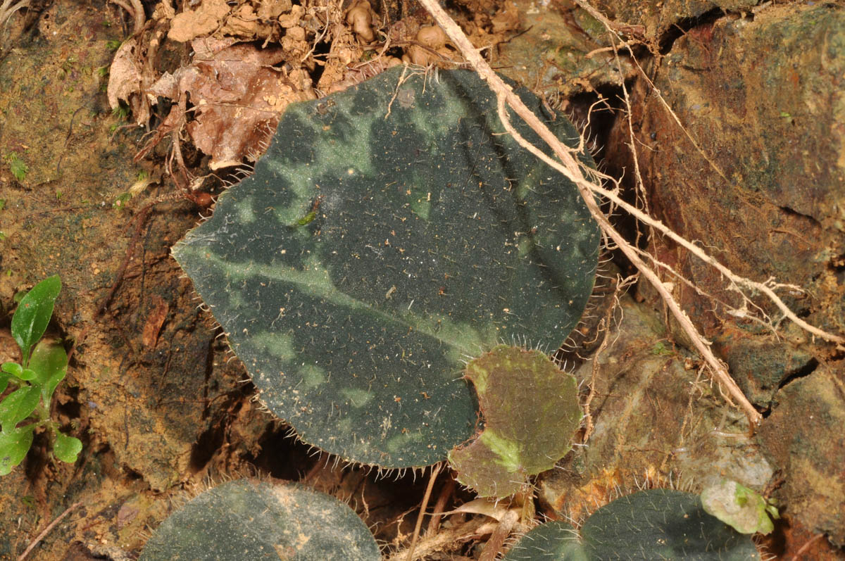 B. suborbiculata